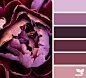 petaled hues