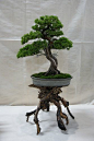 Bonsai Tree