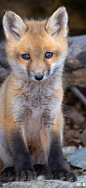 Red fox pup #采集大赛# #萌#