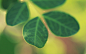 leaves macro nature plants wallpaper (#1375827) / Wallbase.cc