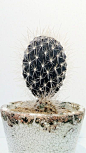 cacti: 