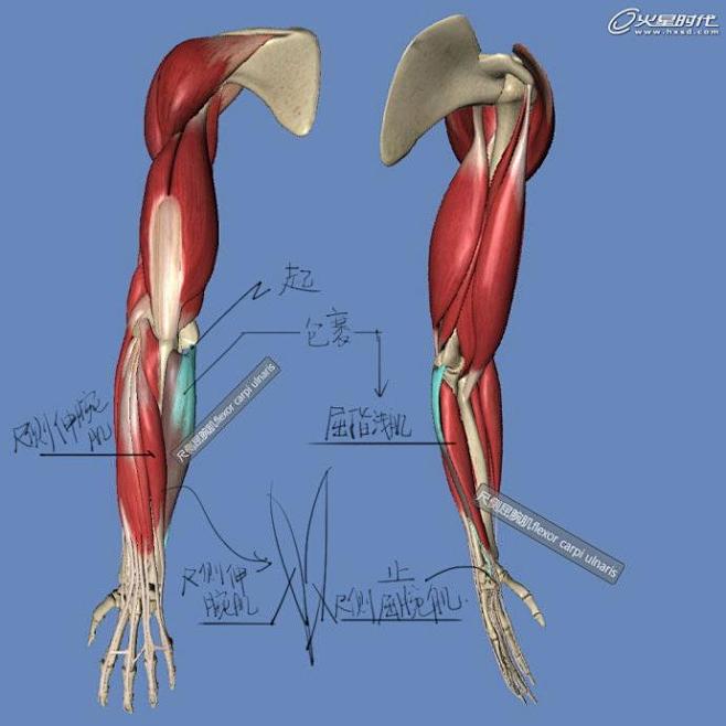 影视动画教程：手臂结构的骨骼及肌肉全面解...