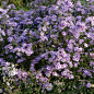 Glattblatt-Aster (Aster novi-belgii)
荷兰菊