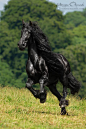 Friesian Mare Pippi Own-Monique Holland