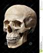 人力模型头骨 : 人力模型头骨 - 下载超过40百万高品质照片，图片及矢量图。今天注册免费。 图片: 18867230