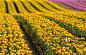 Tulip fields in bloom, Fraser Valley, British Columbia, Canada, Mt Cheam behind