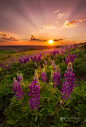 Palouse Lupine Rays by Chip Phillips, via 500px. "Crepuscular rays and spring wildflowers in the Palouse Region of Washington State."