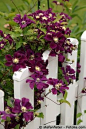 Here Clematis Gartenzaun adds height and a depth of purple to a cottage garden