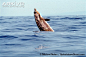 柏氏中喙鲸 Mesoplodon densirostris 哺乳纲 鲸目 喙鲸科 长喙鲸属
Mesoplodon densirostris - Blainville's beaked whale dives an average of 850m deep!