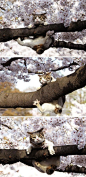 创意工坊：东京Ueno 公园，樱花丛中一只调皮的爬树小猫。（via：helen猫）