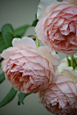 David Austin roses! William Morris