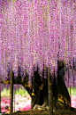 Ashikaga Flower Park in Tochigi, Japan