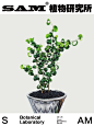 卷福｜Ficus Benjamina Barok
Ficus Benjamina Barok
-
桑科榕属多年生木本植物。