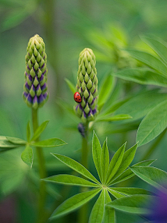 招财帽帽采集到花束