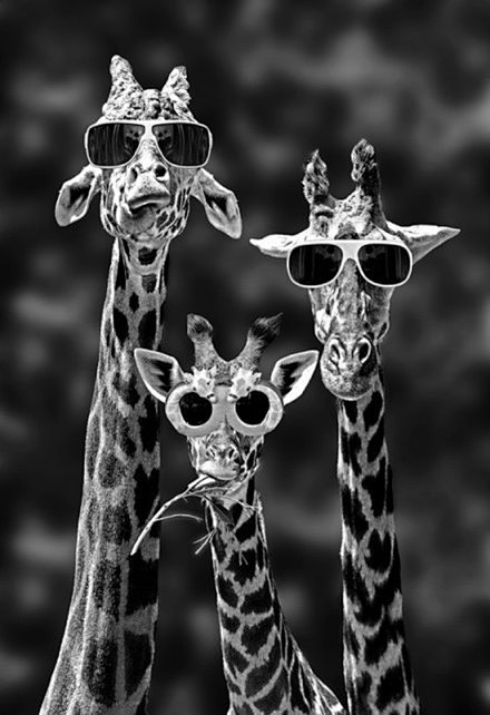 一组欢乐的长颈鹿摄影，呆萌呆萌！！