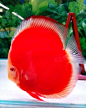 Red Discus