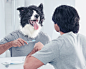 Pro Sense Pet Health + BTS : This project was brought to us by our friends at Rodgers Townsend, for their client Pro Sense Pet Healthcare Products. These three ads covered pet allergy, supplements and dental care, all with the tagline, “Treat your pets li