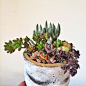 San River 在 Instagram 上发布：“#gift #garden #succulents” 
多肉植物