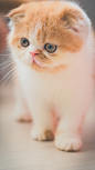 可爱喵星人卖萌图片 可爱的小猫咪高清手机壁纸(8)