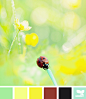 ladybug brights