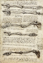 达芬奇素描簿–解剖篇+肖像篇
下载地址：http://cciup.com/archives/30620