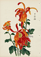 from Art of the Japanese Chrysanthemum