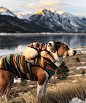 The Globe Wanderer 在 Instagram 上发布：“Henry, I love you to the moon and back
Photography by @henrythecoloradodog
#TheGlobeWanderer” : 51K 次赞、 519 条评论 - The Globe Wanderer (@theglobewanderer) 在 Instagram 发布：“Henry, I love you to the moon and back
Photography