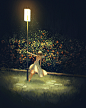 Lesser lights.
–
Shop / INPRNT / Patreon