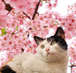 幽默靓妹【春】樱花树下的猫咪~@长江经济区