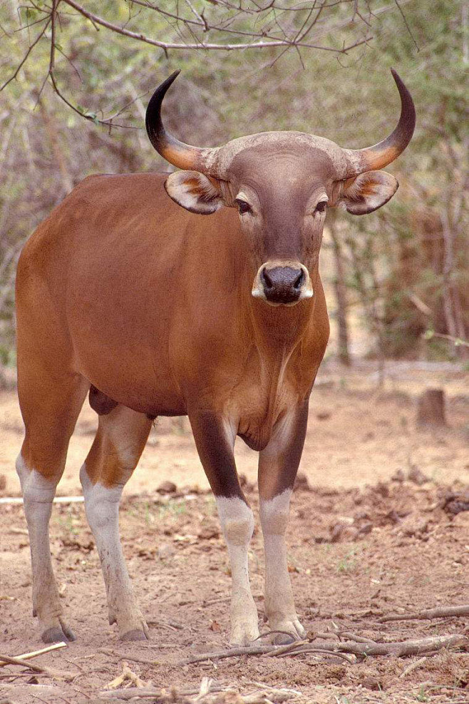 偶蹄目·反刍亚目·牛科·牛亚科：爪哇牛