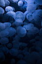 Deep blue swarm of jellyfishes