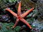 Red Tile or Necklace Starfish - Fromia monilis by Dani-Barchana on deviantART