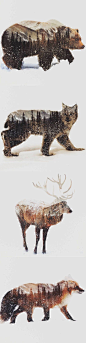 Norwegian artist Andreas Lie uses double exposure photos to capture the essence of animals in arctic landscapes.