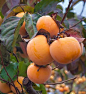 Don't Wait 9 Years for Persimmons Pick as soon as your 1st year All Persimmon Trees are NOT created equal. Many nurseries grow persimmons from seed. These trees will look good but will take 6-9 years to start fruiting. Even worse, they will likely cross-p