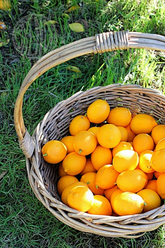 北谷町采集到柑与橘