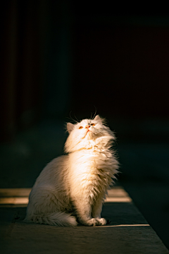 琴子欧尼采集到Photography and cats