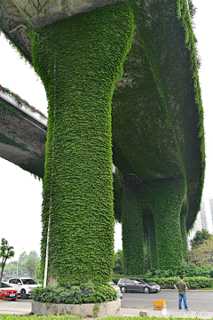 科学-余生不过两万天采集到树 植物