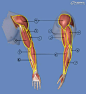 影视动画教程：手臂结构的骨骼及肌肉全面解析 | 经验频道 | 火星网 - 中国数字艺术第一门户
