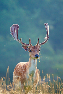 白子卿采集到<摄影>deer小鹿