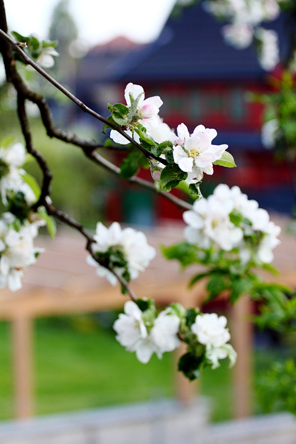 带你去挪威人家看苹果花，开在红砖瓦房前，...