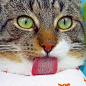 分享一只沙雕猫，张张都是表情包！ ​​​​