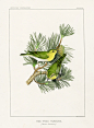 Jemima Blackburn Bird Prints 1862