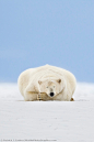 .~❀~ Polar Bear Sleeping in Alaska's Arctic by Patrick J Endres..~❀~