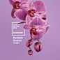 Pantone color of the year 2014 radiant orchid