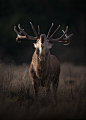 British Wildlife deer Red Deer Springwatch royal parks animal behaviour animals atmosphere autumn autumn rut mood Nature nature photography wildlife Wildlife photography