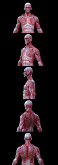 HumanAnatomyMale, Mitsunobu Ochi : Zbrush/MAYA/V-ray<br/><a class="text-meta meta-link" rel="nofollow" href="http://www.mitsunobu-ochi.com/" title="http://www.mitsunobu-ochi.com/" target="_blank"&