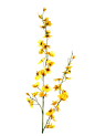 花朵免抠素材（十五） - xcbwuyi6565 - wuyi