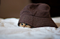 『动物摄影』Ben Torode：可爱小猫黛西 - 新摄影