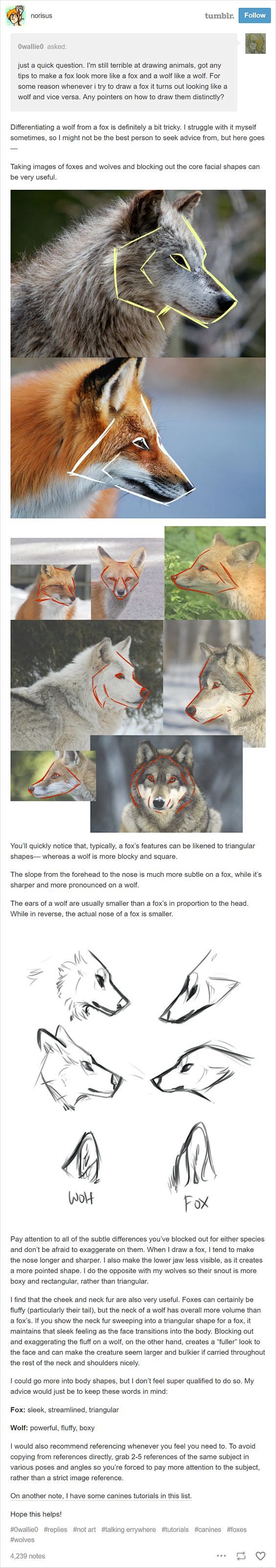 画画时区分狼和狐狸