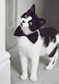There's just something so irresistible about a black and white cat! The bow tie is also a cute touch. :-): 
